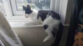Lost Cat