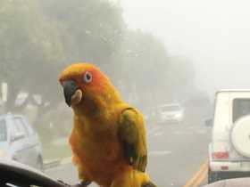 Lost Conure