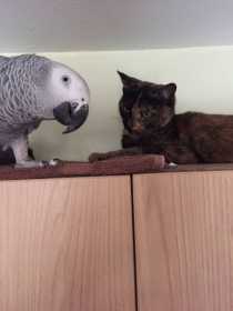 Lost Cat