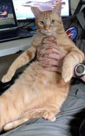 Lost Cat