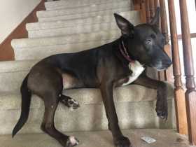 Lost Dog