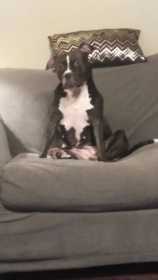 Lost Dog