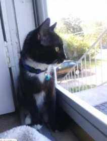 Lost Cat