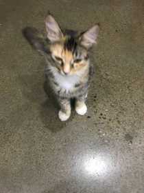 Lost Cat