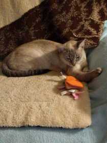 Lost Cat