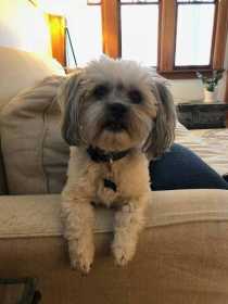 Lost Dog