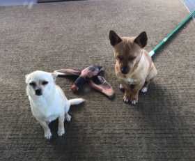 Lost Dog
