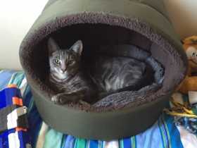 Lost Cat