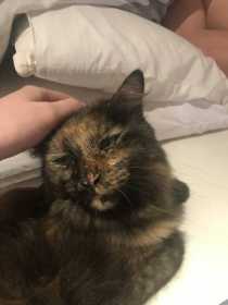 Lost Cat