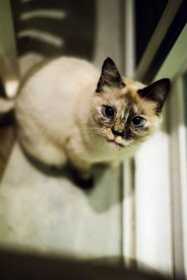 Lost Cat
