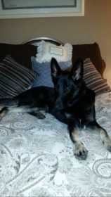 Lost Dog