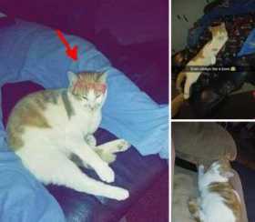Lost Cat