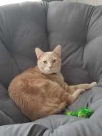 Lost Cat