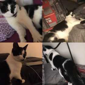 Lost Cat
