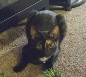 Lost Cat