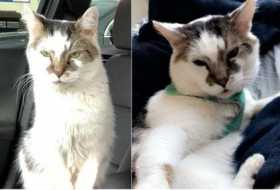 Lost Cat