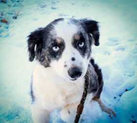 Lost Dog