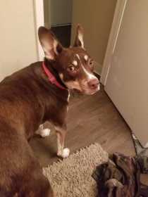 Lost Dog