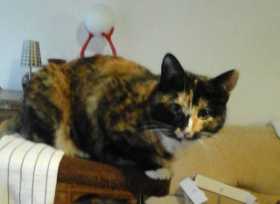 Lost Cat