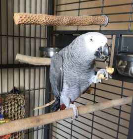 Lost African Grey