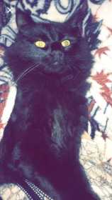 Lost Cat