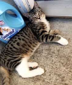 Lost Cat