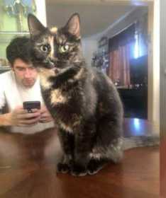 Lost Cat