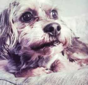 Lost Dog