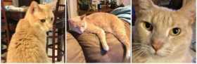Lost Cat