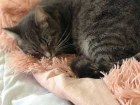 Lost Cat