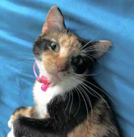 Lost Cat
