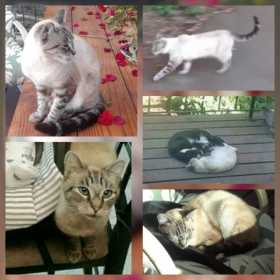 Lost Cat