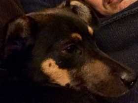 Lost Dog