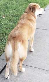 Lost Dog