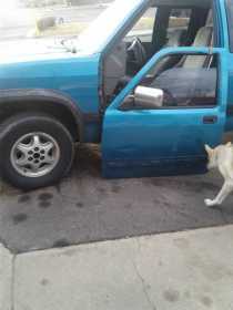 Lost Dog