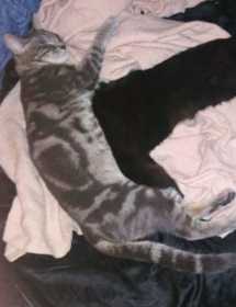 Lost Cat
