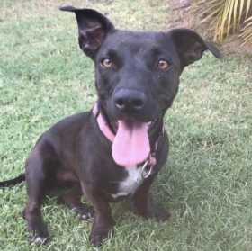 Lost Dog
