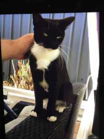 Lost Cat