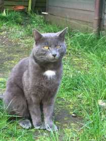 Lost Cat