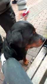 Lost Dog