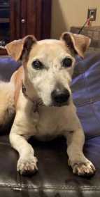 Lost Dog