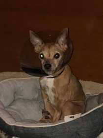 Lost Dog