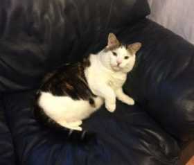 Lost Cat