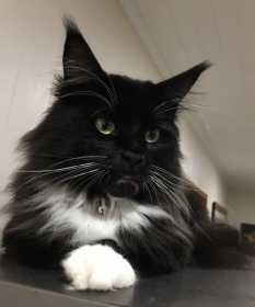 Lost Cat