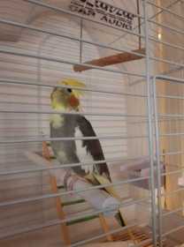 Lost Cockatiel