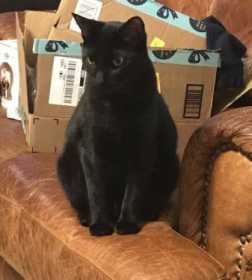 Lost Cat
