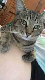 Lost Cat