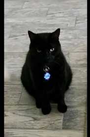 Lost Cat