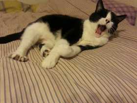Lost Cat