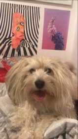 Lost Dog